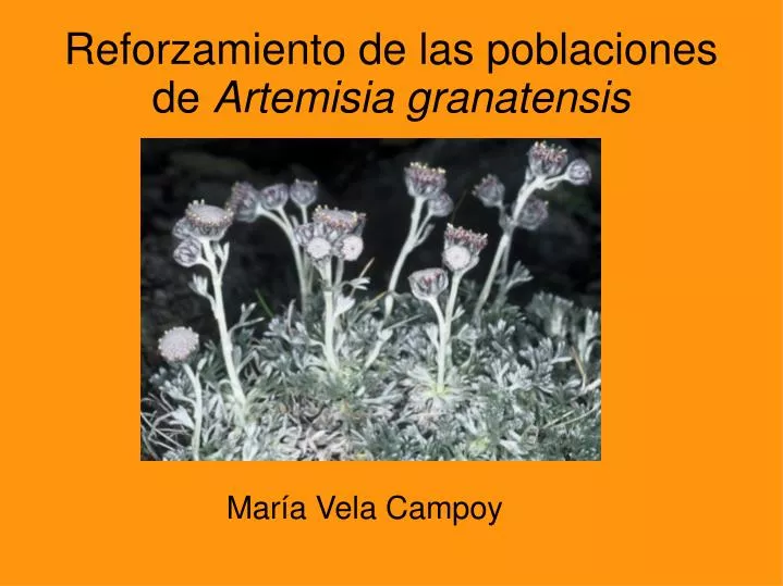 reforzamiento de las poblaciones de artemisia granatensis