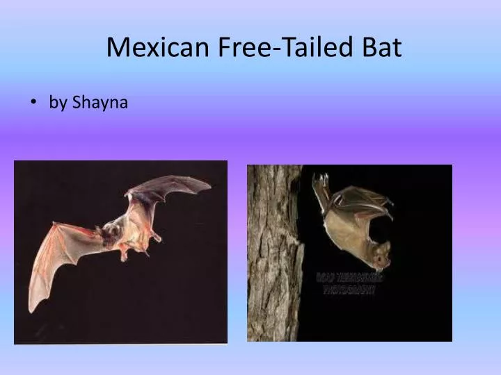mexican free tailed bat