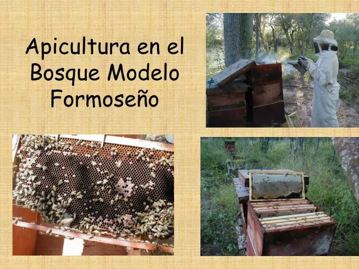apicultura en el bosque modelo formose o