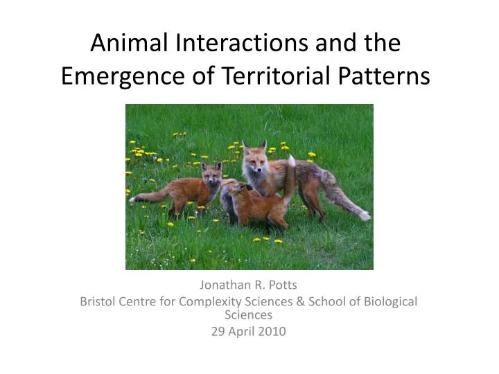 animal interactions and the emergence of territorial patterns