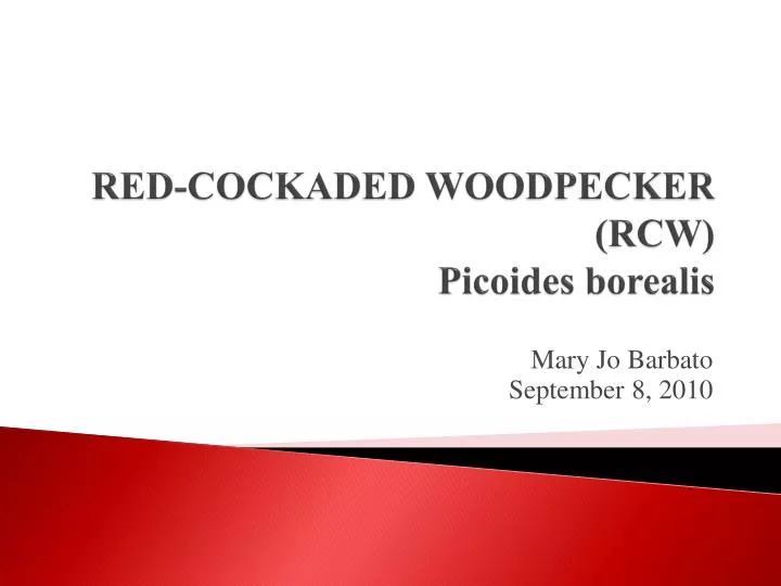 red cockaded woodpecker rcw picoides borealis