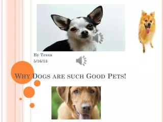Why Dogs are such Good Pets!