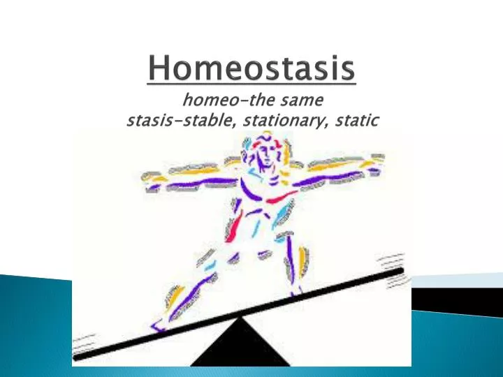 homeostasis homeo the same stasis stable stationary static