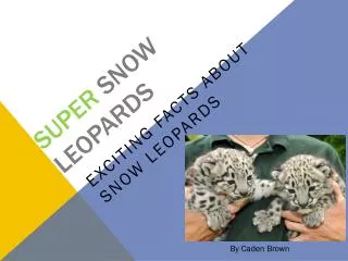 Super snow leopards