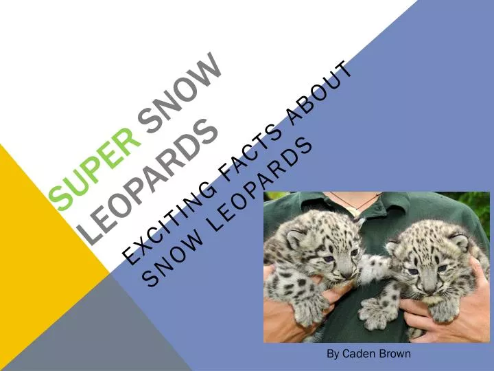 super snow leopards