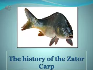 The history of the Zator Carp