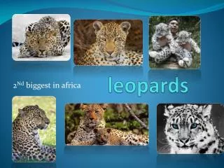 leopards