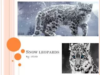 Snow leopards