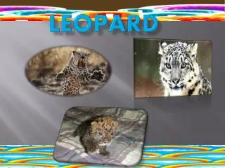 Leopard