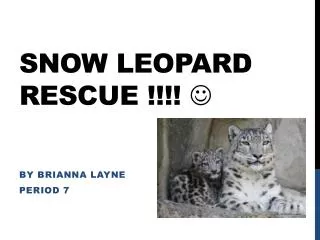 snow leopard rescue !!!! ?