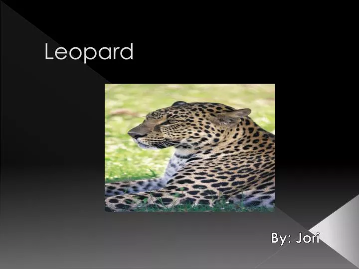 leopard