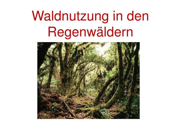 waldnutzung in den regenw ldern