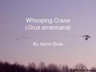 Whooping Crane ( Grus americana )