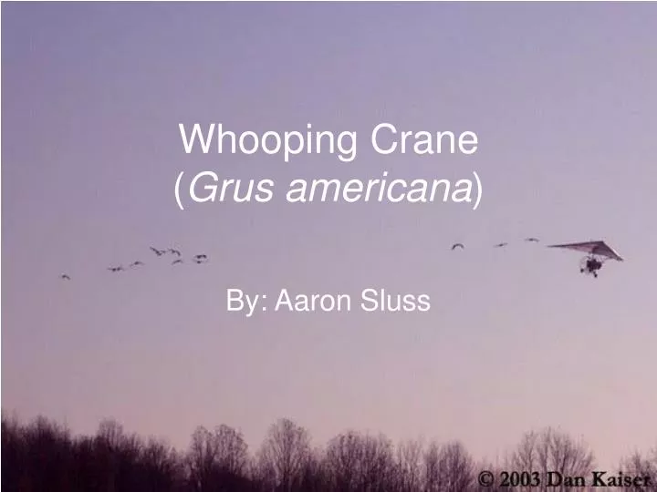 whooping crane grus americana