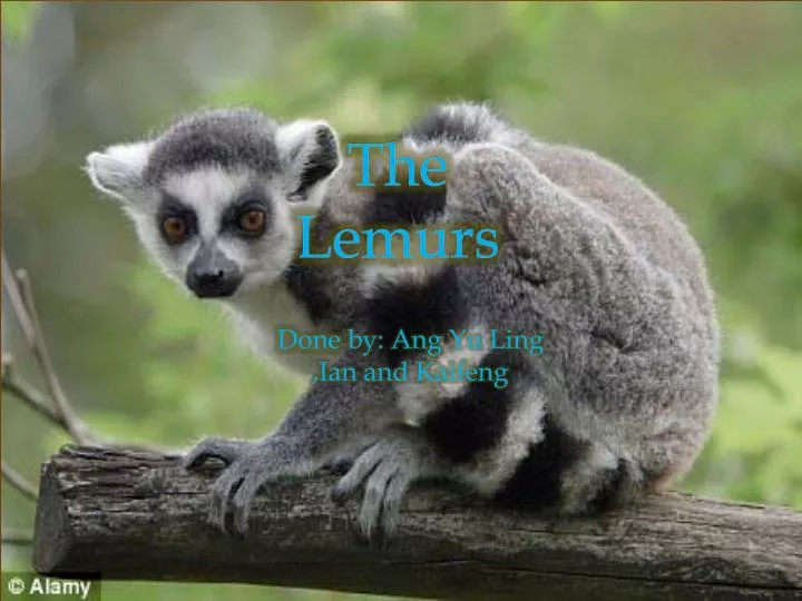 the lemurs