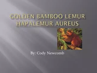 Golden Bamboo Lemur Hapalemur aureus