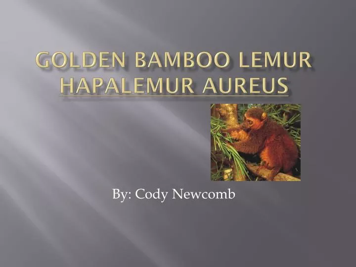 golden bamboo lemur hapalemur aureus