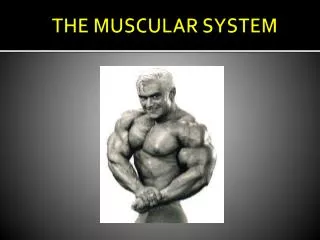 THE MUSCULAR SYSTEM