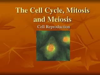 the cell cycle mitosis and meiosis