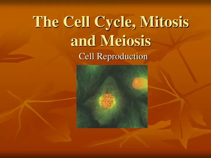 the cell cycle mitosis and meiosis