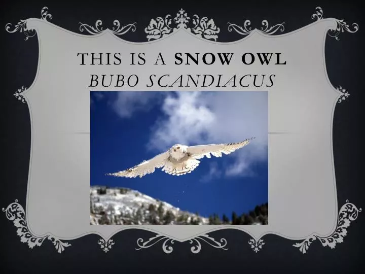 this is a snow owl bubo scandiacus