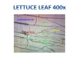 lettuce leaf 400x