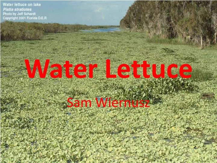 water lettuce