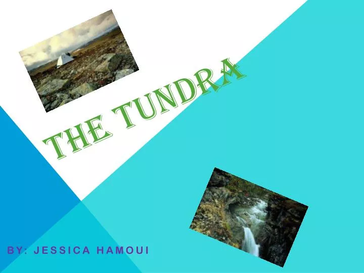 the tundra