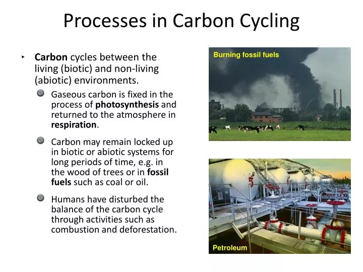 processes in carbon cycling