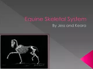 Equine Skeletal System