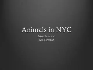 Animals in NYC