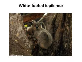 White-footed lepilemur