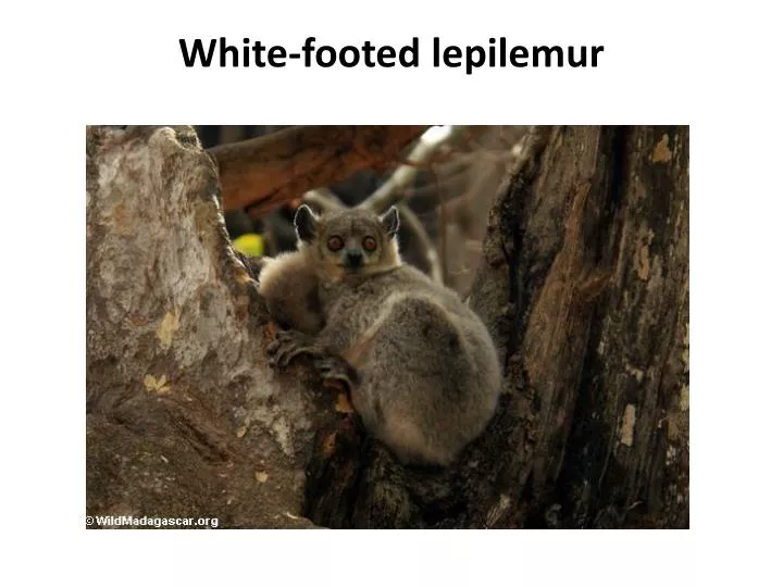 white footed lepilemur