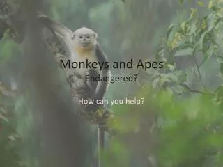Monkeys and Apes Endangered?
