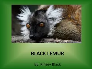 BLACK LEMUR