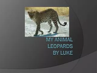 My animal Leopards By Luke