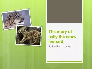 The story of sally the snow leopard.