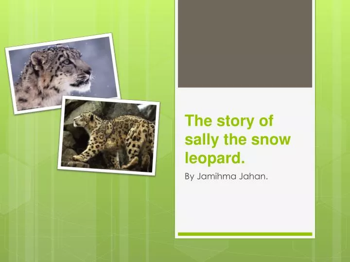 the story of sally the snow leopard