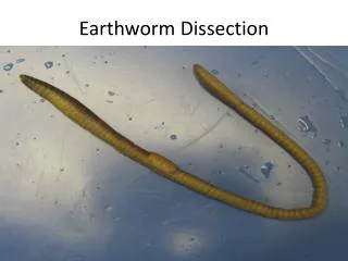 Earthworm Dissection