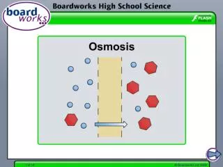 What is osmosis?