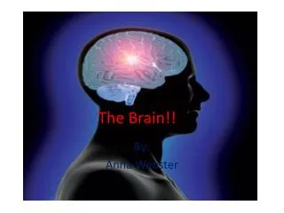 The Brain!!