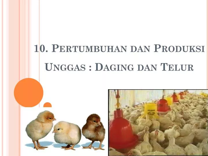 10 pertumbuhan dan produksi unggas daging dan telur