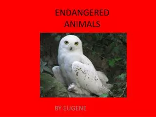 ENDANGERED ANIMALS