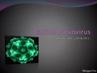 Canine Parvovirus CPV. CPV2. CPV2a. CPV2b. CPV2c.