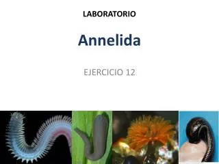 LABORATORIO Annelida