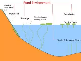 Pond Environment