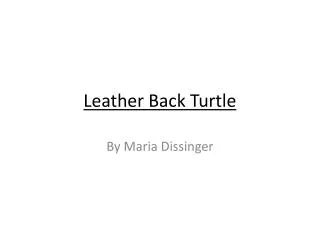 Leather Back Turtle