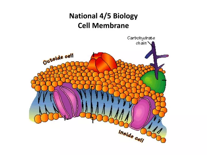 national 4 5 biology cell membrane