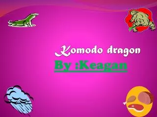 Komodo dragon