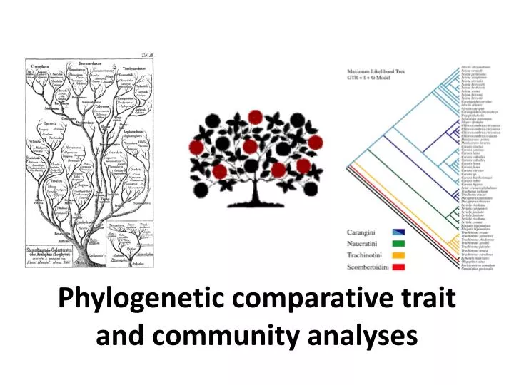 phylogenetic comparative trait and community analyses